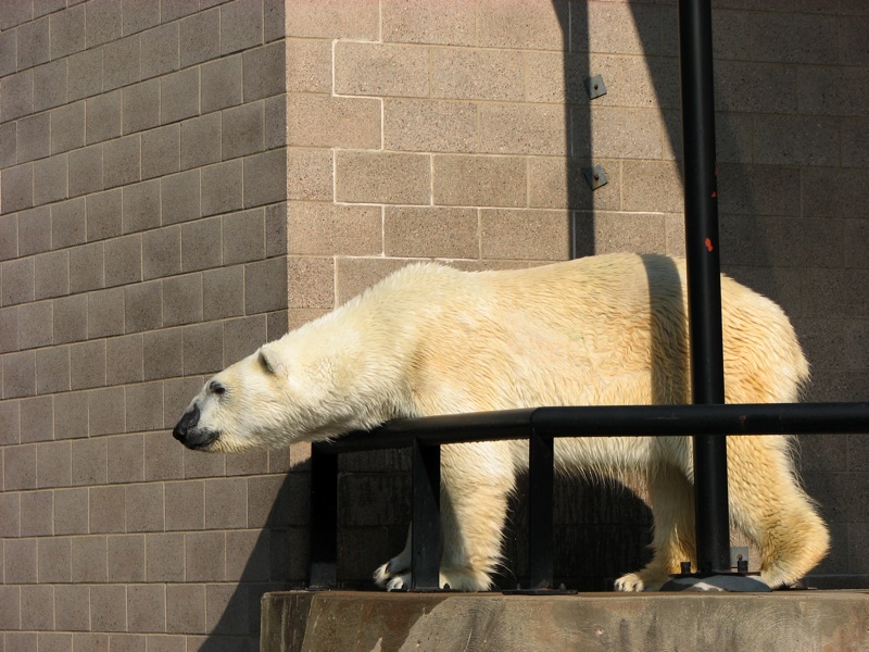 Polar Bears - 6