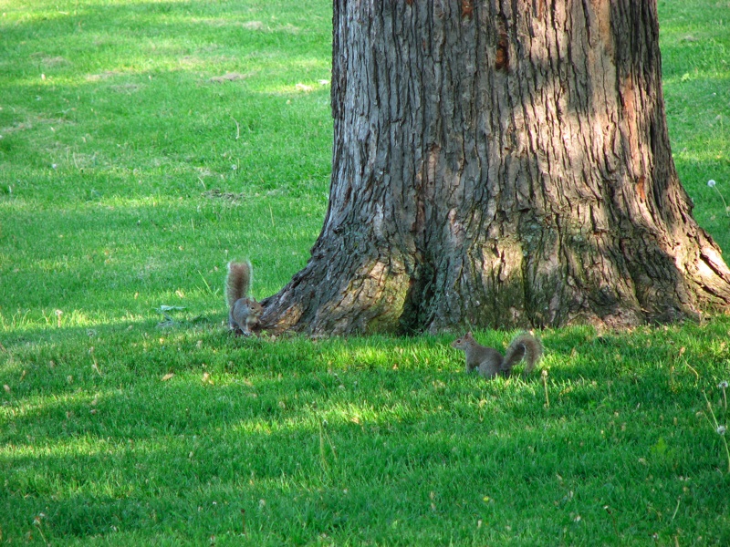 Squirrels - 1