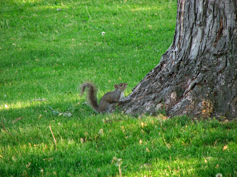 Squirrels - 4