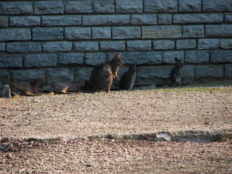 Wallabies - 1