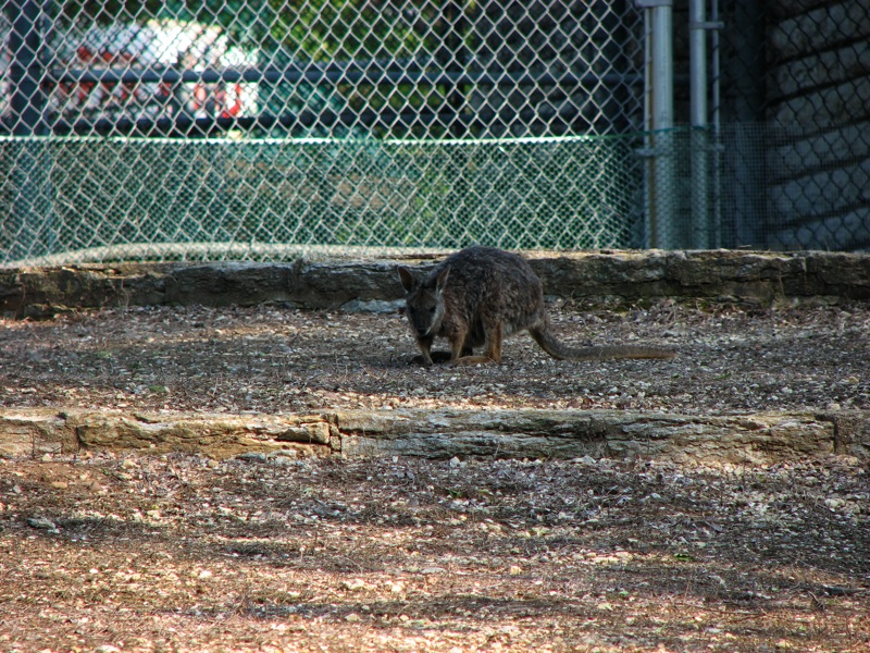 Wallabies - 3