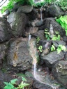 thumbnail of "Conservatory Waterfall - 2"