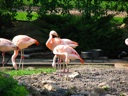 thumbnail of "Flamingoes"