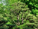 thumbnail of "Japanese Garden - 05"