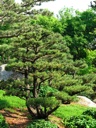 thumbnail of "Japanese Garden - 06"