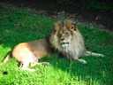 thumbnail of "Lion"