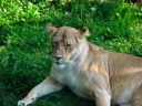 thumbnail of "Lioness - 2"