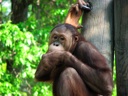 thumbnail of "Orangutan - 2"