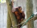 thumbnail of "Orangutan - 3"