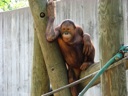 thumbnail of "Orangutan - 4"