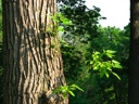 Thumbnail of Image- Tree Stuff