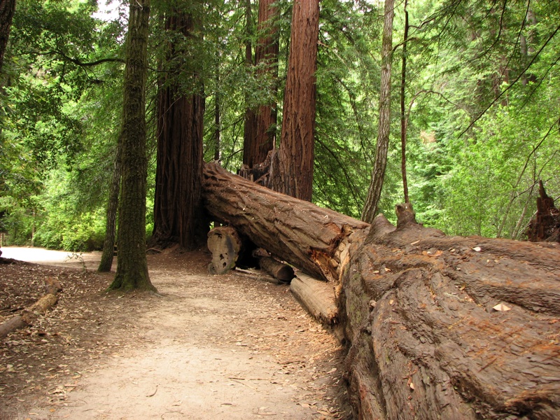 Fallen Tree