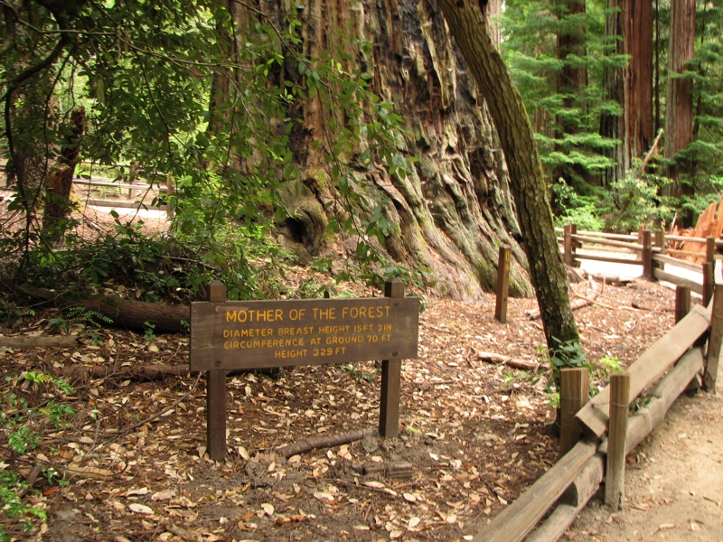 Father Of The Forest Sign