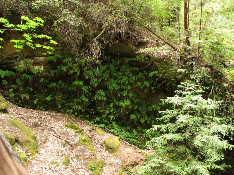 Ferns By The Falls