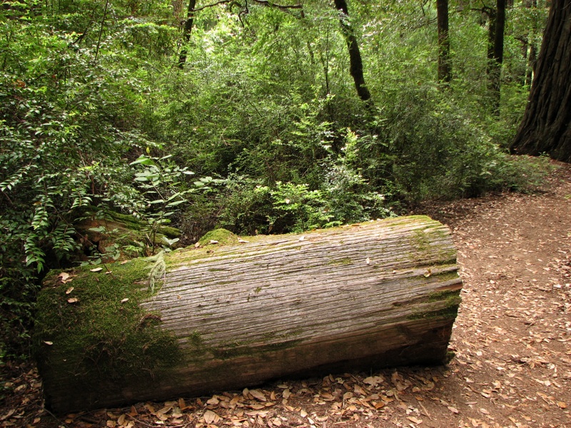 Log On The Trail