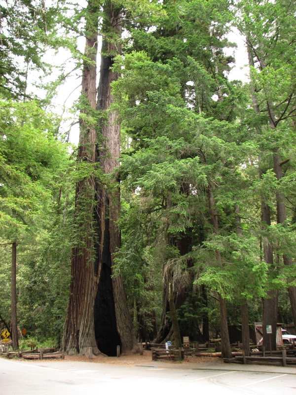 Redwood At Park Headquarters - 1