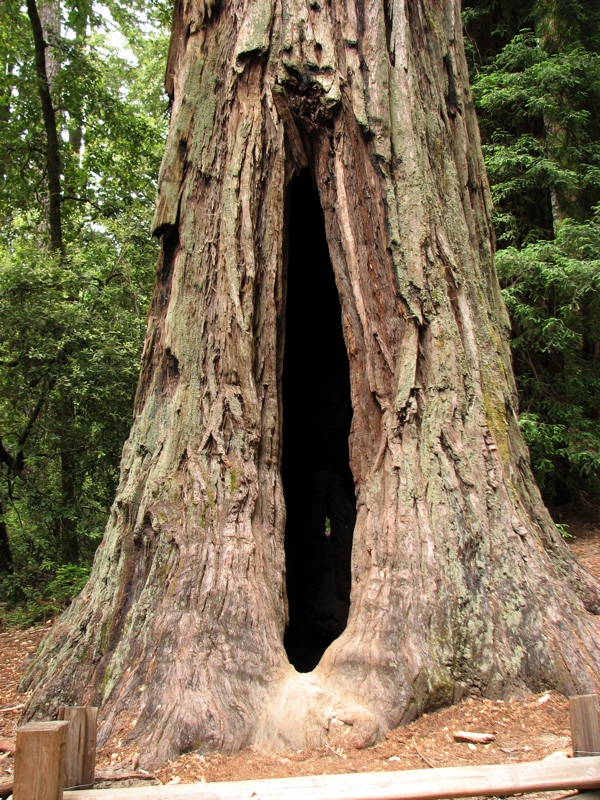 Tree With Hole