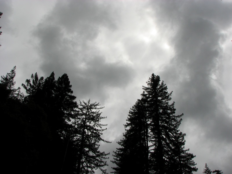 Trees With Dark Sky