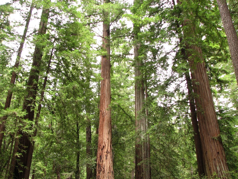 Trees - 5