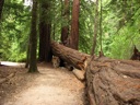 Thumbnail of Image- Fallen Tree
