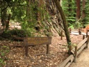 thumbnail of "Father Of The Forest Sign"