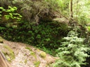 thumbnail of "Ferns By The Falls"