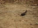 Thumbnail of Image- Forest Critter - 2
