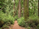 thumbnail of "Forest Trail - 1"