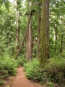 thumbnail of "Forest Trail - 2"