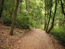 thumbnail of "Forest Trail - 4"