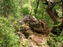 thumbnail of "Gnarly Roots"