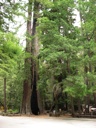 thumbnail of "Redwood At Park Headquarters - 1"