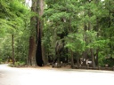 thumbnail of "Redwood At Park Headquarters - 2"