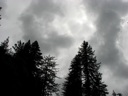 thumbnail of "Trees With Dark Sky"