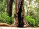 thumbnail of "Trees - 2"