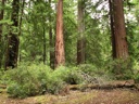 thumbnail of "Trees - 4"