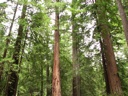 thumbnail of "Trees - 5"