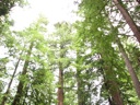 thumbnail of "Trees - 6"