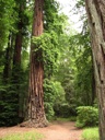 thumbnail of "Trees - 9"