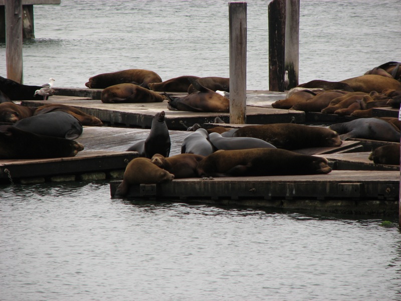 Sea Lions - 1