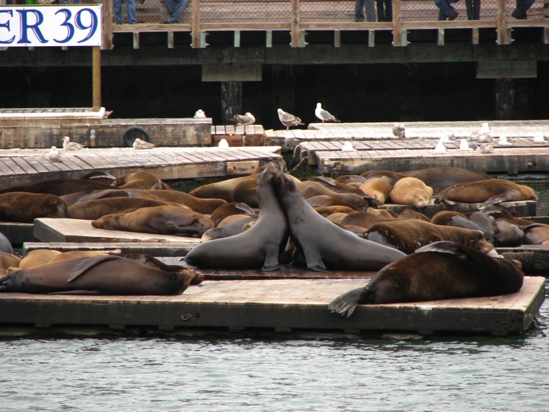 Sea Lions - 5