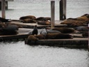 thumbnail of "Sea Lions - 1"