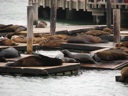 thumbnail of "Sea Lions - 2"