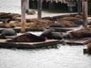 thumbnail of "Sea Lions - 3"