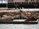 thumbnail of "Sea Lions - 5"