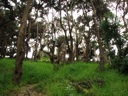 Thumbnail of Image- Trees