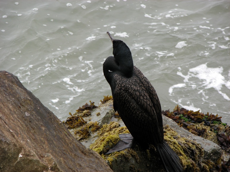 Bird On Coast - 2