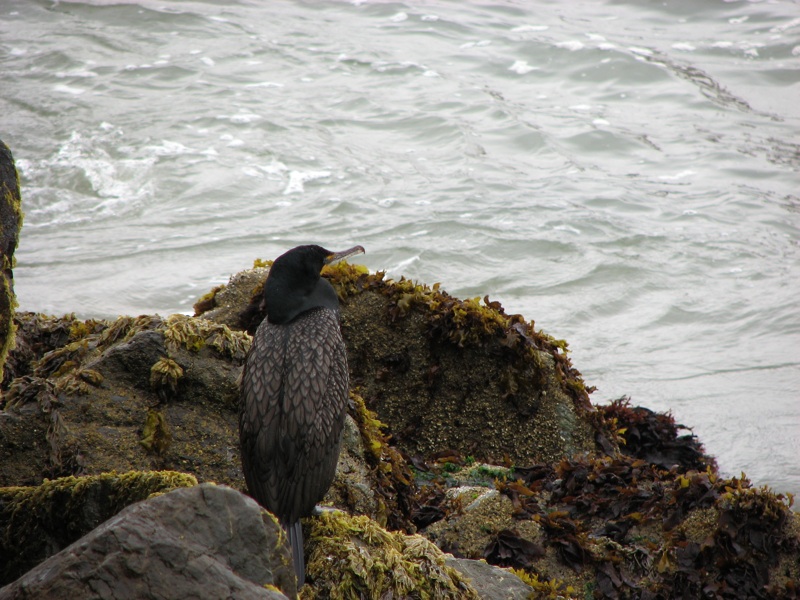 Bird On Coast - 3