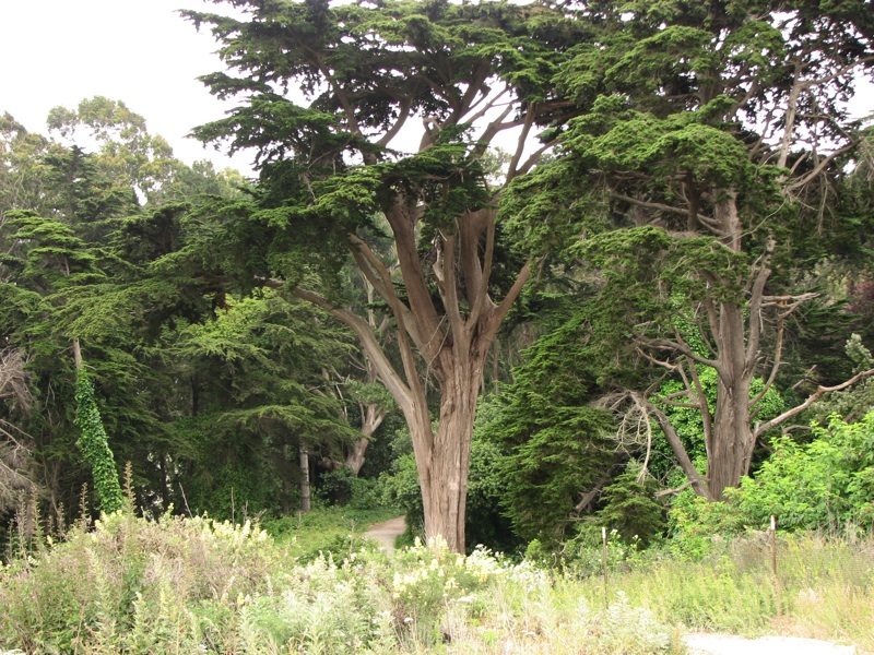 Trees Near Golden Gate Bridge