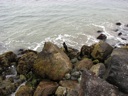 thumbnail of "Bird On Coast - 1"